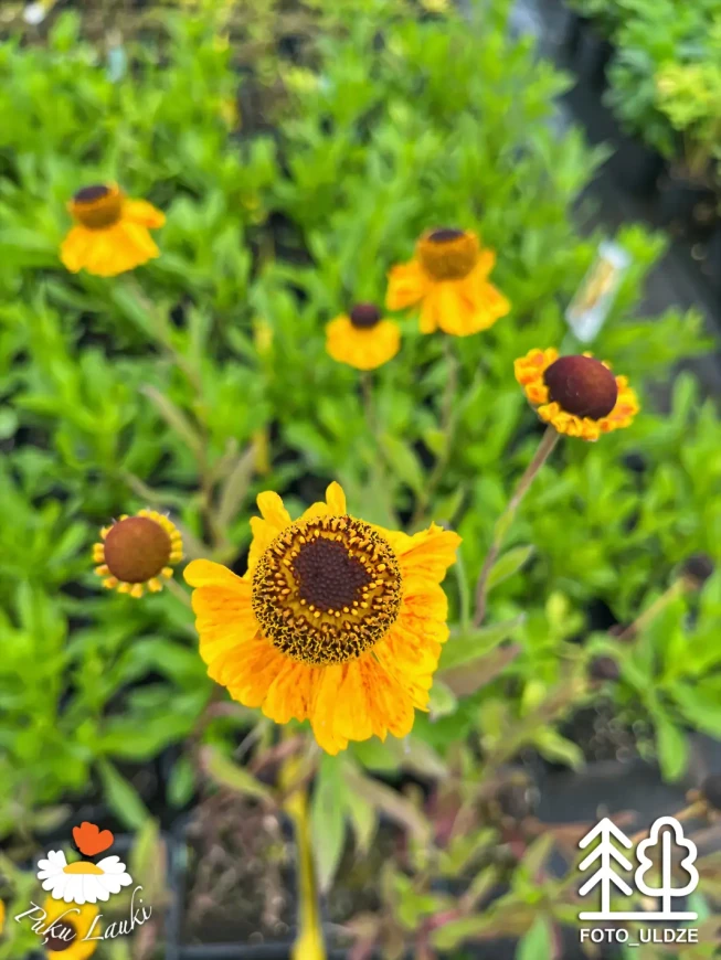 Helenium   'El Dorado'